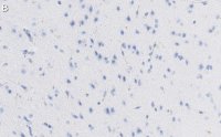 Anti-GAD67 Antibody, clone 1G10.2 ZooMAb Mouse Monoclonal 