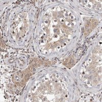 Anti-GADD45B antibody produced in rabbit 