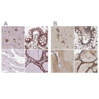 Anti-GANAB antibody produced in rabbit 
