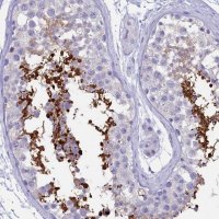 Anti-GAPDHS antibody produced in rabbit 
