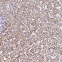 Anti-GAS2 antibody produced in rabbit 