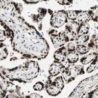 Anti-GATA2 antibody produced in rabbit 