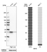 Anti-GBAS antibody produced in rabbit 