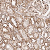 Anti-GBP4 antibody produced in rabbit 
