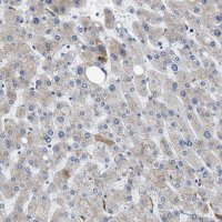 Anti-GC antibody produced in rabbit 