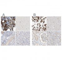 Anti-GCA antibody produced in rabbit 