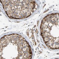 Anti-GCN1 antibody produced in rabbit HPA019648-100UL