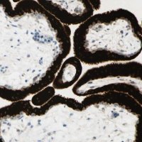 Anti-GDF15 antibody produced in rabbit 