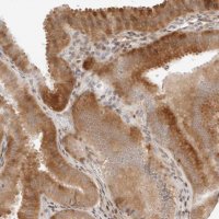 Anti-GEM antibody produced in rabbit 