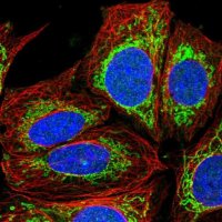 Anti-GFM1 antibody produced in rabbit 