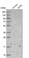 Anti-GHRL antibody produced in rabbit 