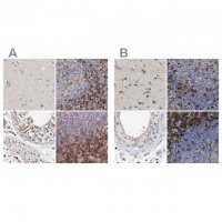 Anti-GIMAP4 antibody produced in rabbit 