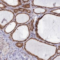 Anti-GINS1 antibody produced in rabbit 