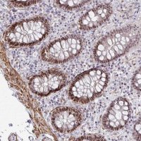 Anti-GINS2 antibody produced in rabbit 