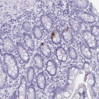 Anti-GIP antibody produced in rabbit 