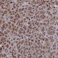 Anti-GJB5 antibody produced in rabbit 