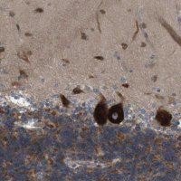 Anti-GJC3 antibody produced in rabbit 
