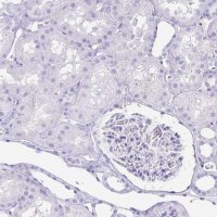 Anti-GKN1 antibody produced in rabbit 