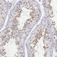 Anti-GLIPR1L2 antibody produced in rabbit 
