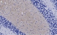 Anti-GluR1 Antibody, clone 1C11, ZooMAb Rabbit Monoclonal 