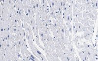 Anti-GLUT-4 Antibody, clone 1M13 ZooMAb Rabbit Monoclonal 