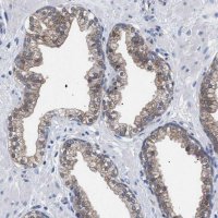 Anti-GMPR antibody produced in rabbit 