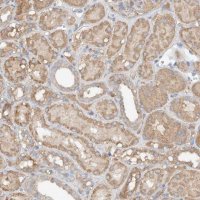 Anti-GNB1L antibody produced in rabbit 