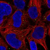 Anti-GNL1 antibody produced in rabbit 