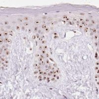 Anti-GNL3 antibody produced in rabbit 