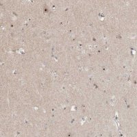 Anti-GNL3L antibody produced in rabbit 
