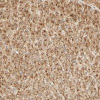 Anti-GNRH2 antibody produced in rabbit HPA004338-100UL