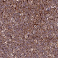 Anti-GOLGA3 antibody produced in rabbit 