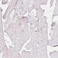Anti-GP2 antibody produced in rabbit 