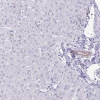 Anti-GPBAR1 antibody produced in rabbit 