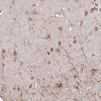 Anti-GPC5 antibody produced in rabbit 