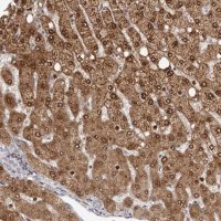 Anti-GPR157 antibody produced in rabbit HPA028697-100UL