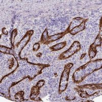 Anti-GPR182 antibody produced in rabbit 
