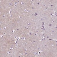 Anti-GPR37L1 antibody produced in rabbit 