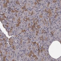 Anti-GPR78 antibody produced in rabbit 