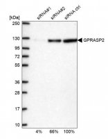 Anti-GPRASP2 antibody produced in rabbit 