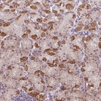 Anti-GPT2 antibody produced in rabbit 