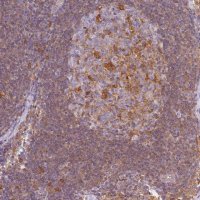 Anti-GPX1 antibody produced in rabbit 