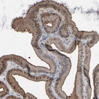 Anti-GPX2 antibody produced in rabbit 