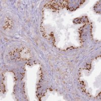 Anti-GRAP antibody produced in rabbit 
