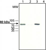 Anti-GRK2 antibody produced in rabbit 