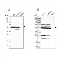Anti-GRSF1 antibody produced in rabbit 
