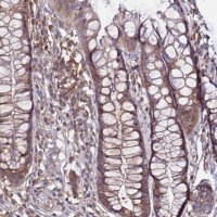 Anti-GSPT2 antibody produced in rabbit 