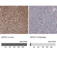 Anti-GSTO1 antibody produced in rabbit 