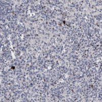 Anti-GZMH antibody produced in rabbit 