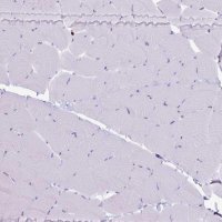 Anti-GZMK antibody produced in rabbit 
